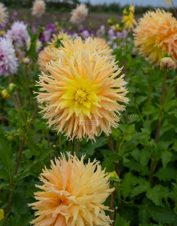 Георгин Мингус Джошуа (Dahlia Mingus Joshua) — фото 4