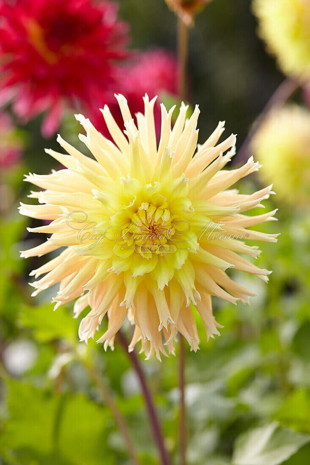 Георгин Мингус Джошуа (Dahlia Mingus Joshua) — фото 5