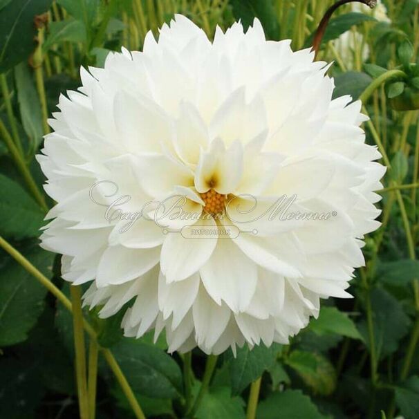 Георгин Мьяма Фубуки (Dahlia Myama Fubuki) — фото 2