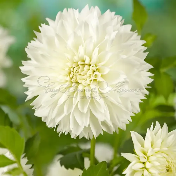 Георгин Мьяма Фубуки (Dahlia Myama Fubuki) — фото 3