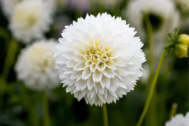 Георгин Мьяма Фубуки (Dahlia Myama Fubuki) — фото 4