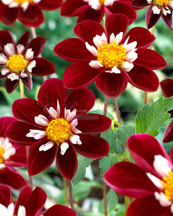Георгин Мэри Эвелин (Dahlia Mary Evelyn) — фото 2