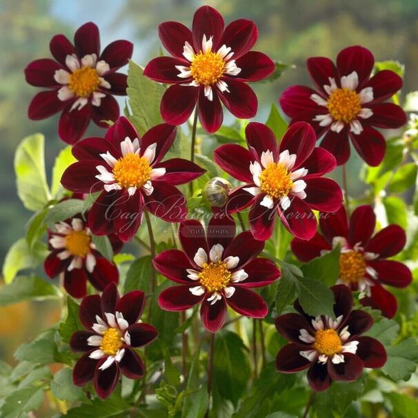 Георгин Мэри Эвелин (Dahlia Mary Evelyn) — фото 4