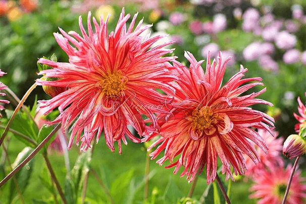 Георгин Намара (Dahlia Namara) — фото 2