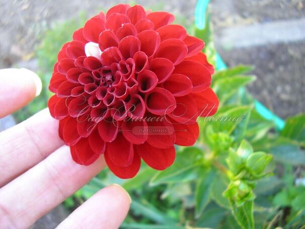 Георгин Несцио (Dahlia Nescio) — фото 2