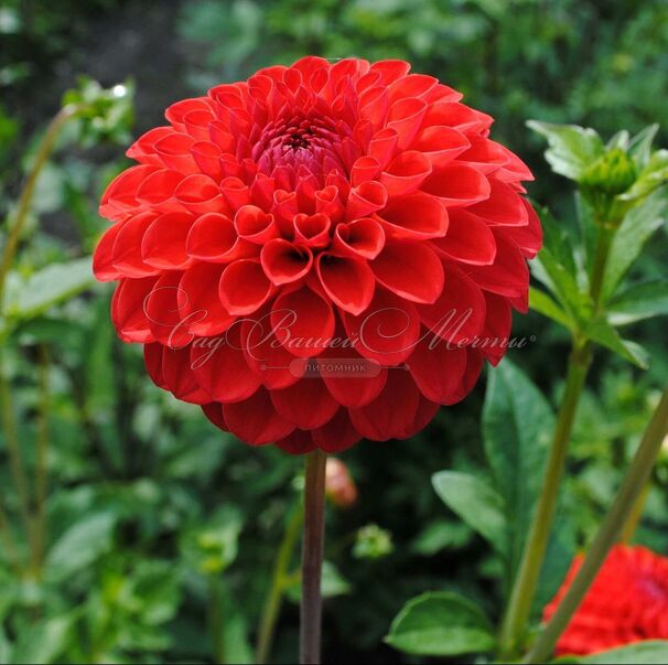 Георгин Несцио (Dahlia Nescio) — фото 4