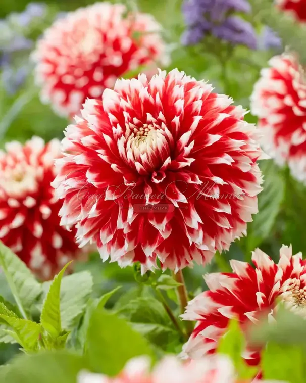 Георгин Ноэль (Dahlia Noel) — фото 2