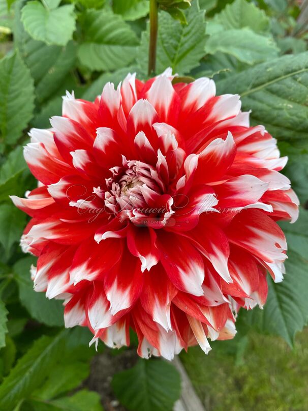 Георгин Ноэль (Dahlia Noel) — фото 3