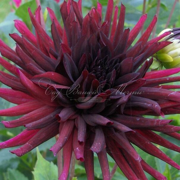 Георгин Нуит д'Эте (Dahlia Nuit d'ete) — фото 2