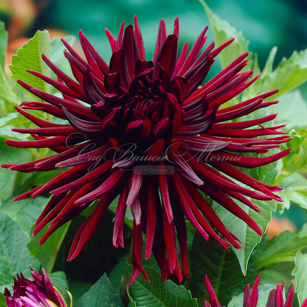 Георгин Нуит д'Эте (Dahlia Nuit d'ete) — фото 3