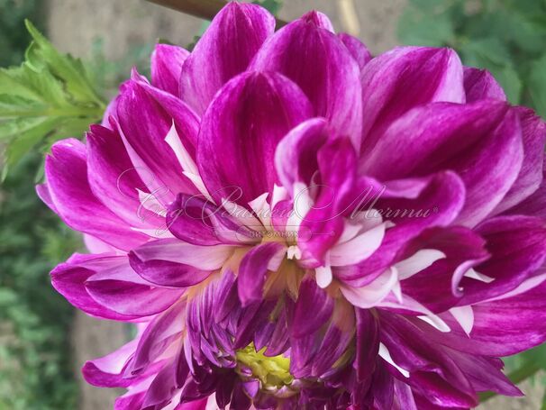 Георгин Оптик Иллюжн (Dahlia Optic Illusion) — фото 2