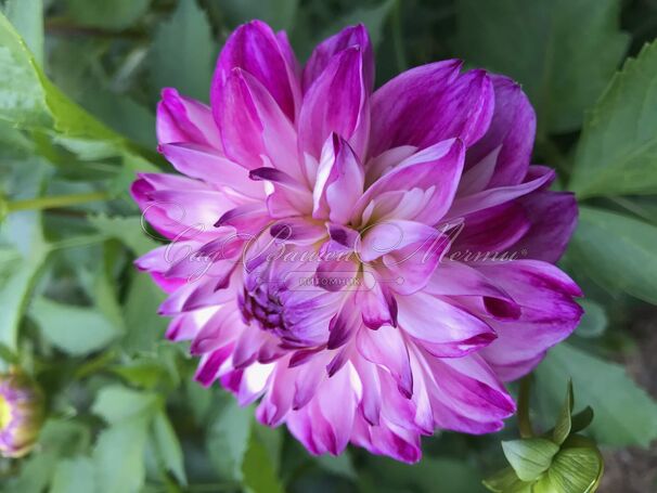 Георгин Оптик Иллюжн (Dahlia Optic Illusion) — фото 3