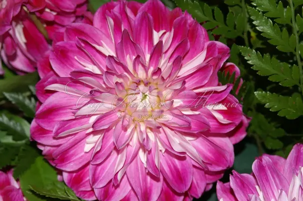 Георгин Оптик Иллюжн (Dahlia Optic Illusion) — фото 4