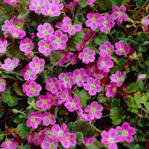 Аистник 'Bishop Rose' — фото 2