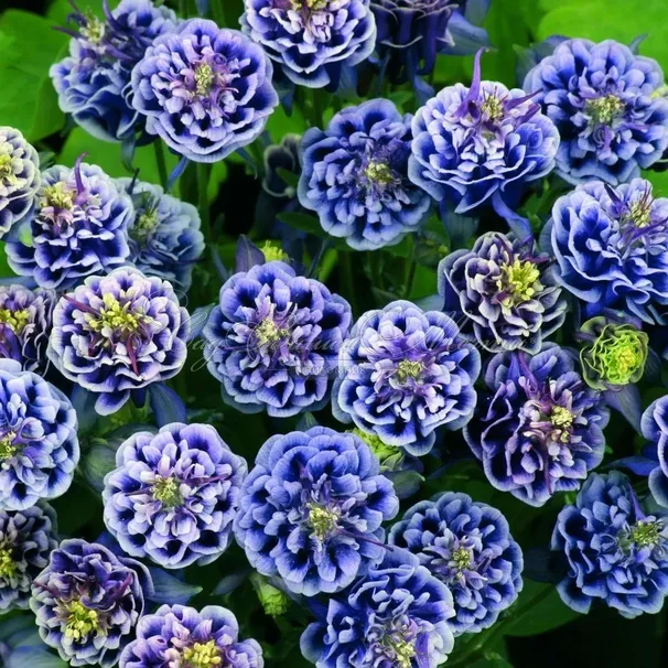 Аквилегия 'Winky Blue and White' — фото 2