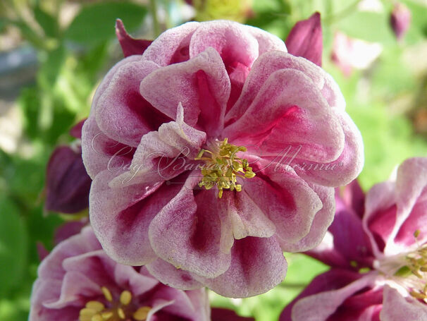 Аквилегия 'Winky Pink' — фото 2