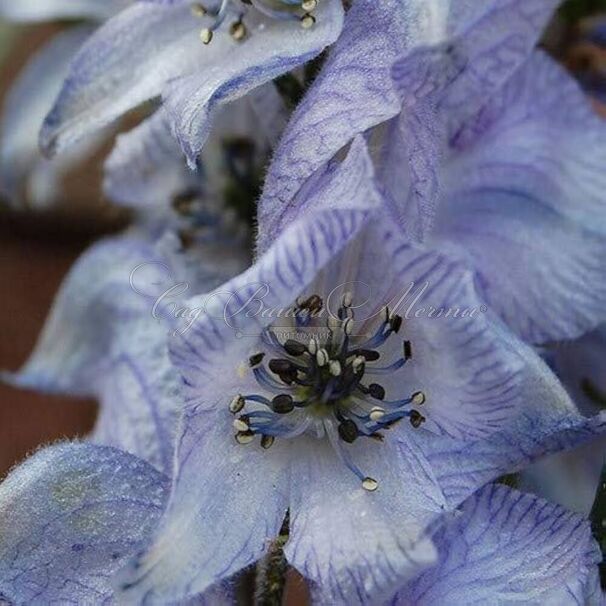 Аконит 'Stanless Stell' — фото 2