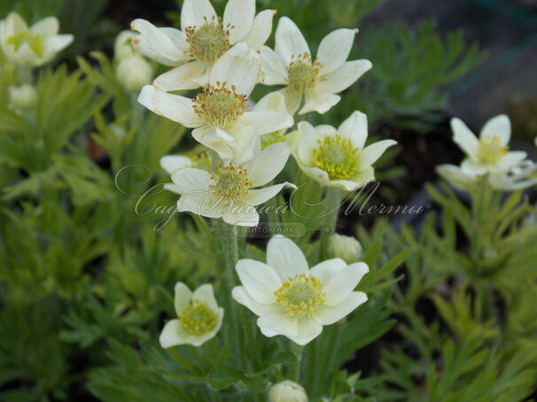 Анемона многонадрезанная 'Anabella White' — фото 2