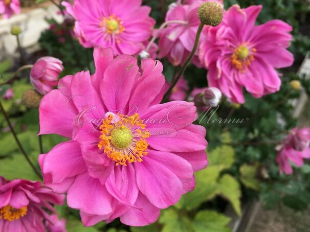 Анемона японская 'Prinz Heinrich' — фото 2