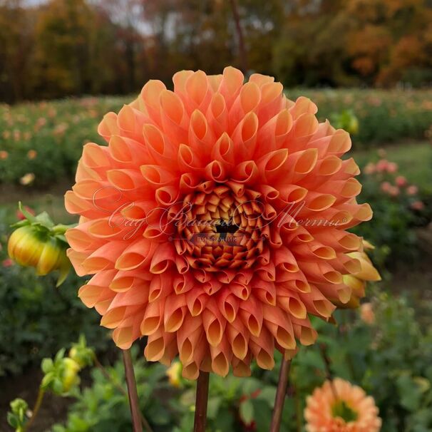 Георгин Джовей Линда (Dahlia Jowey Linda) — фото 2