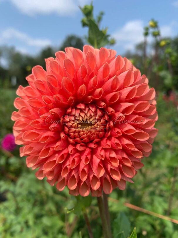 Георгин Джовей Линда (Dahlia Jowey Linda) — фото 3