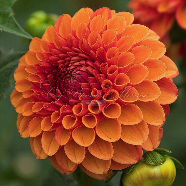 Георгин Джовей Линда (Dahlia Jowey Linda) — фото 4