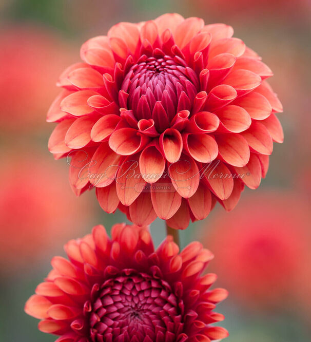 Георгин Браун Шуга (Dahlia Brown Sugar) — фото 2