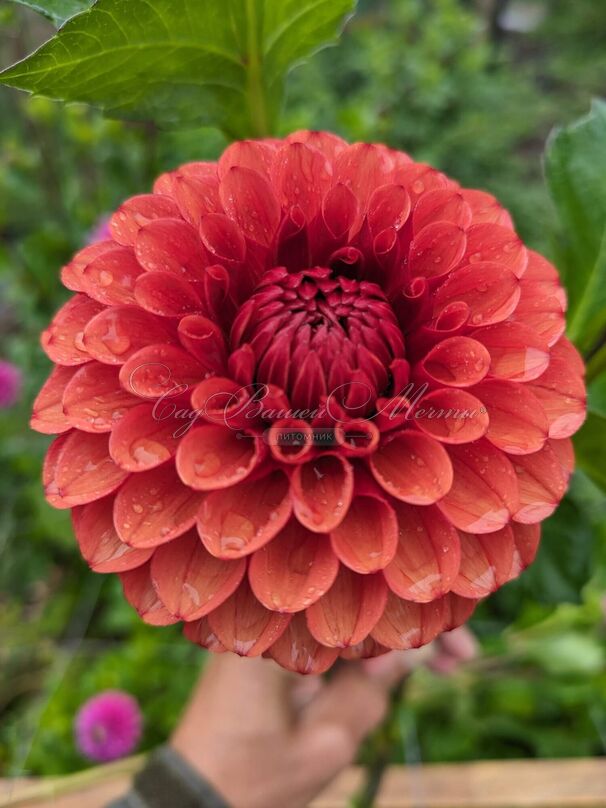 Георгин Браун Шуга (Dahlia Brown Sugar) — фото 3