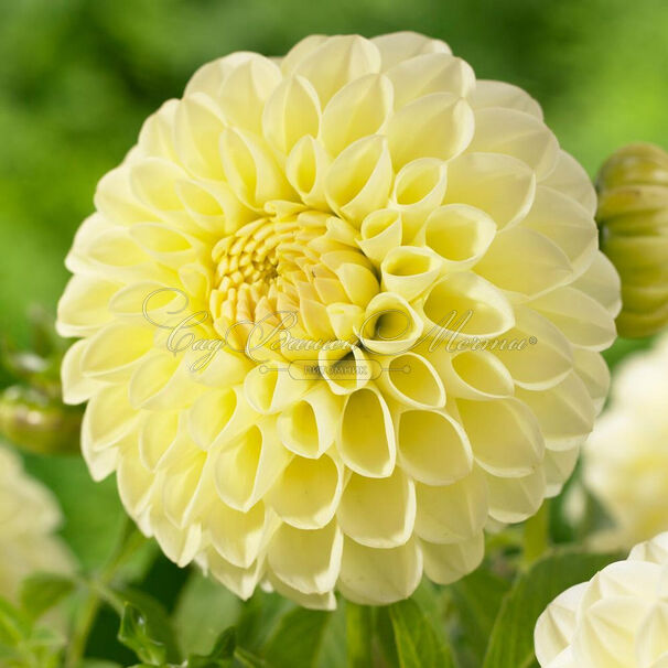 Георгин Бум Бум Еллоу (Dahlia Boom Boom Yellow) — фото 2