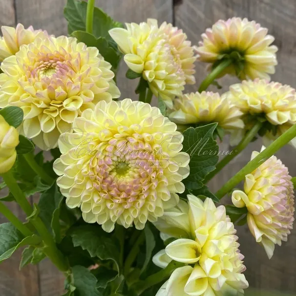 Георгин Бум Бум Еллоу (Dahlia Boom Boom Yellow) — фото 3