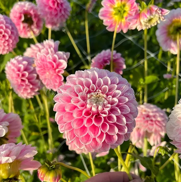 Георгин Маршмеллоу Бэйби (Dahlia Marshmallow Baby) — фото 3