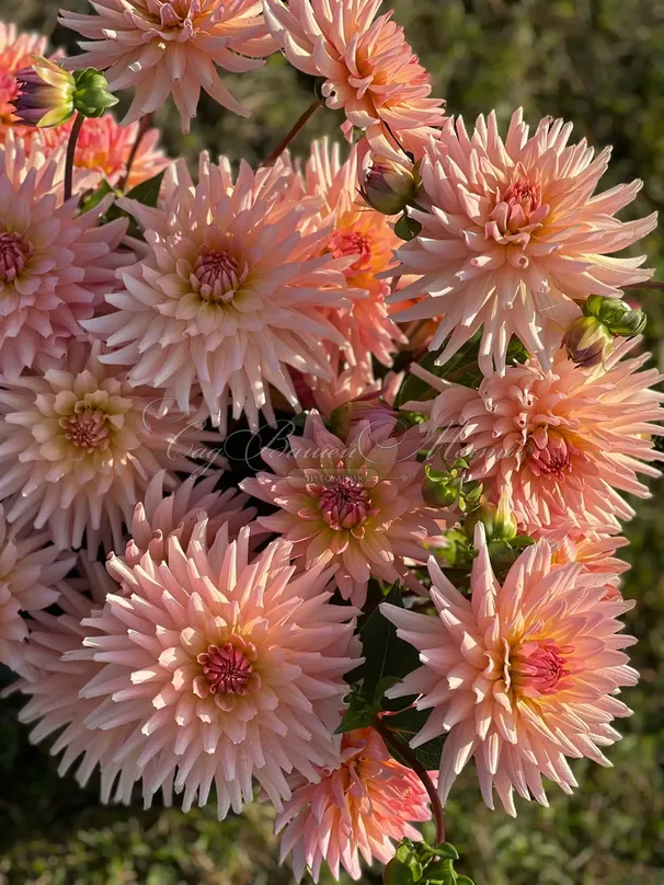 Георгин Генриетта (Dahlia Henriette) — фото 2
