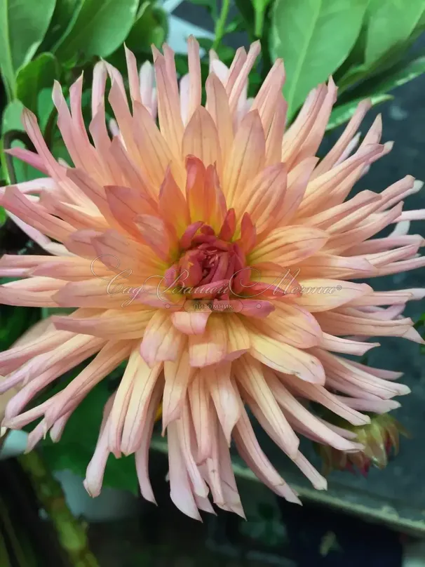 Георгин Генриетта (Dahlia Henriette) — фото 3