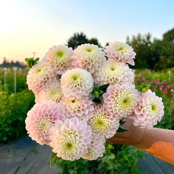 Георгин Вайт Визард (Dahlia White Wizard) — фото 2