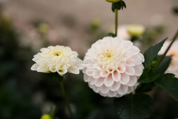 Георгин Вайт Визард (Dahlia White Wizard) — фото 3