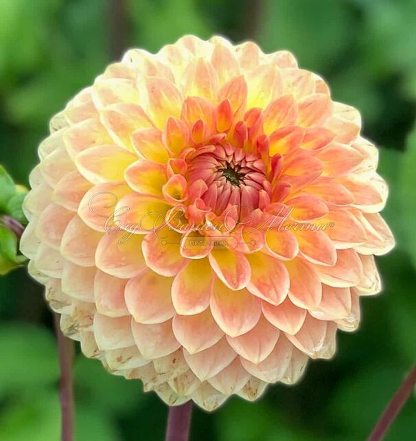 Георгин Блайтон Софтер Глим (Dahlia Blyton Softer Gleam) — фото 2