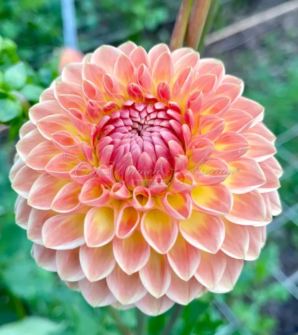 Георгин Блайтон Софтер Глим (Dahlia Blyton Softer Gleam) — фото 3