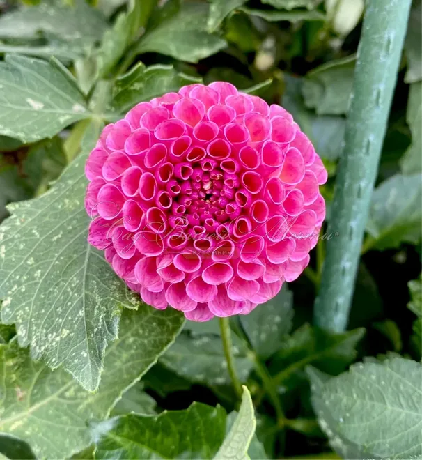 Георгин Коко Паф (Dahlia Koko Puff) — фото 2