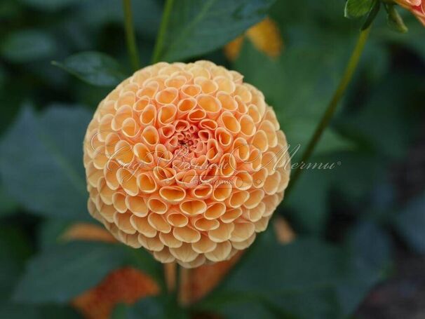 Георгин Амбер Куин (Dahlia Amber Queen) — фото 2