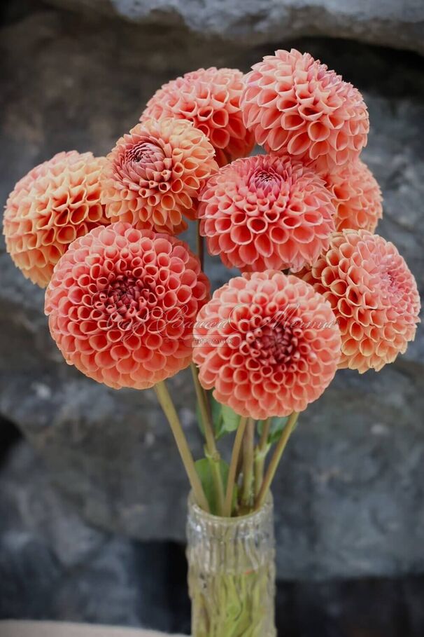Георгин Амбер Куин (Dahlia Amber Queen) — фото 3
