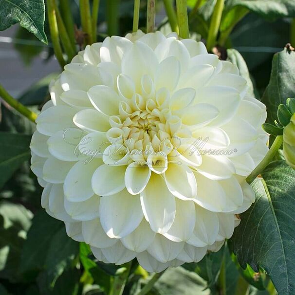 Георгин Карамель Антик (Dahlia Caramel Antique) — фото 4