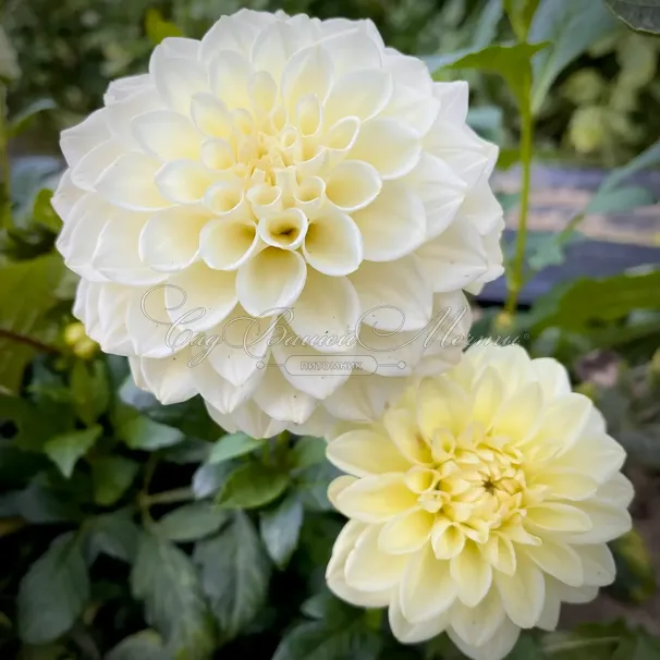 Георгин Карамель Антик (Dahlia Caramel Antique) — фото 6