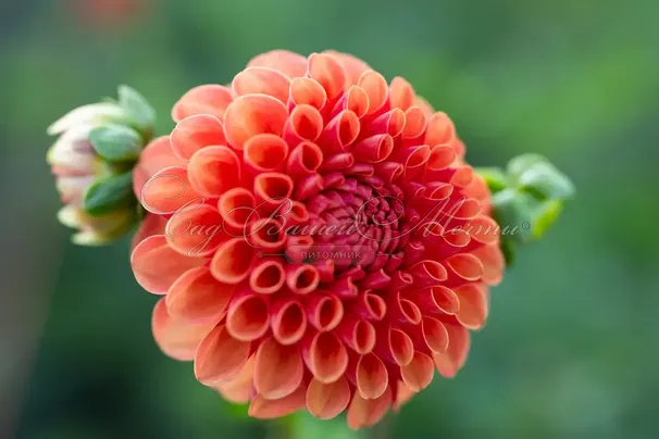 Георгин Вэлли Раст Бакет (Dahlia Valley Rust Bucket) — фото 2