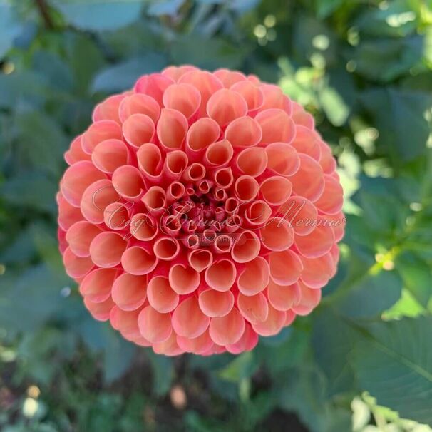 Георгин Вэлли Раст Бакет (Dahlia Valley Rust Bucket) — фото 3