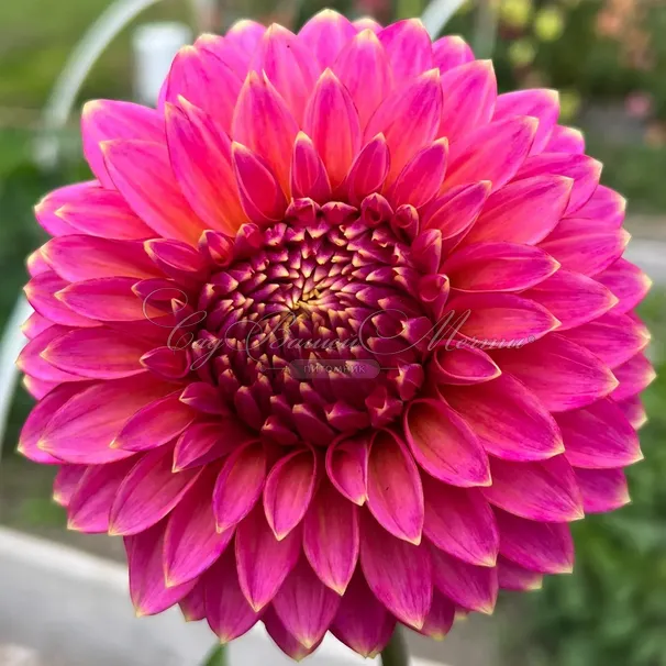 Георгин Блумквист Моджо (Dahlia Bloomquist Mojo) — фото 2