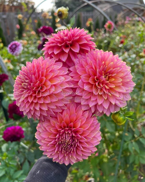 Георгин Блумквист Моджо (Dahlia Bloomquist Mojo) — фото 3