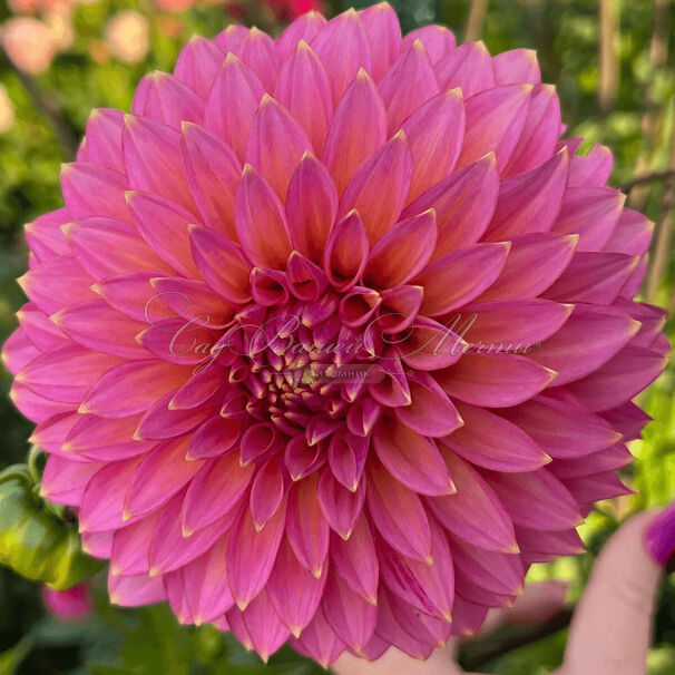 Георгин Блумквист Моджо (Dahlia Bloomquist Mojo) — фото 4