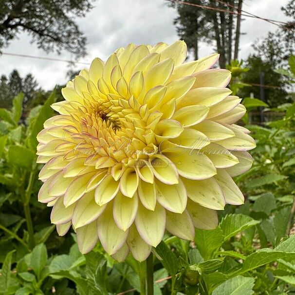 Георгин Блумквист Блаш (Dahlia Bloomquist Blush) — фото 2