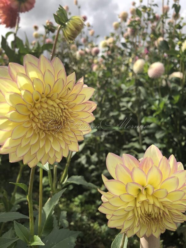 Георгин Блумквист Блаш (Dahlia Bloomquist Blush) — фото 3