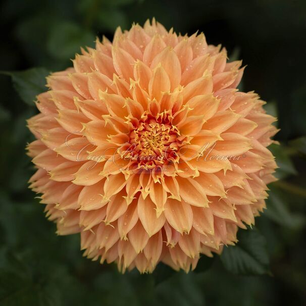 Георгин Блумквист Сью (Dahlia Bloomquist Sue) — фото 2